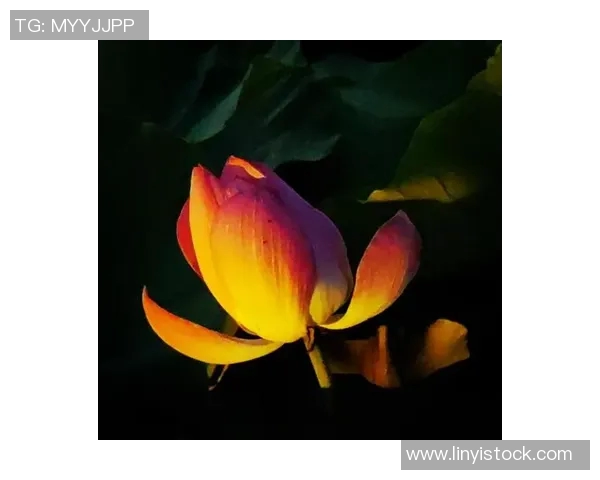 探索光影之美:如何通过写真摄影展现独特的个性与艺术魅力 探索光影之美:如何通过写真摄影展现独特的个性与艺术魅力