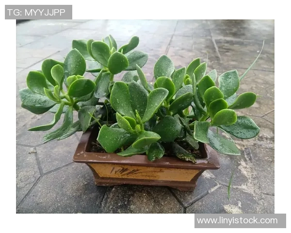 盆栽的魅力与养护技巧：让绿色生活点亮每个角落的秘密