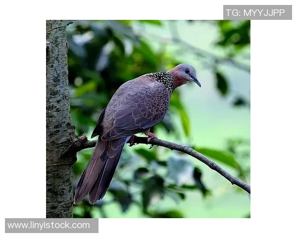 公牛的力量与智慧:探秘这种动物在文化、历史与生态中的多重象征意义 公牛的力量与智慧:探秘这种动物在文化、历史与生态中的多重象征意义